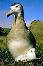 Amsterdam albatross with chick