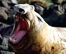 Elephant seal on Amsterdam Island