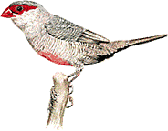 Estrilda astrild, or St. Helena waxbill