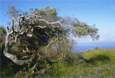 Phylica tree on Amsterdam Island