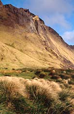 Falaises d'Entrecasteaux, cliffs on Amsterdam Island.