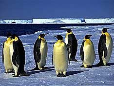 Seven penguins loafing