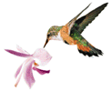 hummingbird