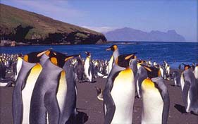 Crozet penguins
